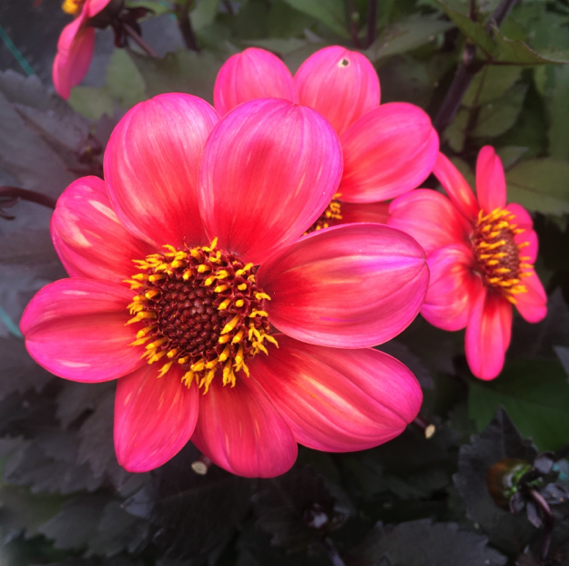 Dahlia Dahlegria Tricolore